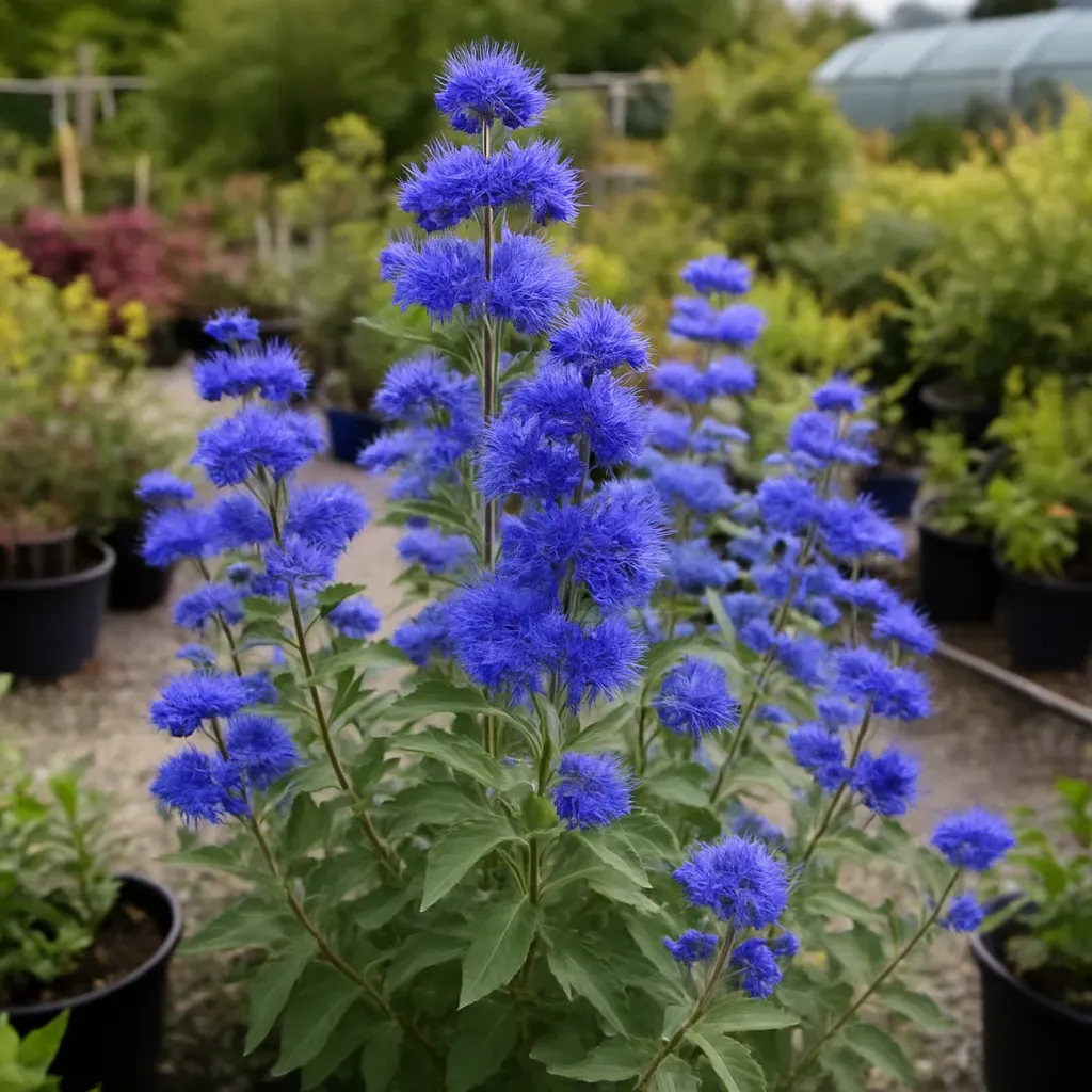 Caryopteris × clandonensis Grand Blue
