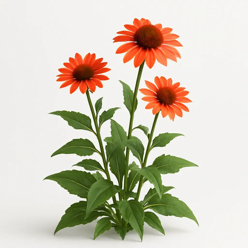 Echinacea  'Parrot'